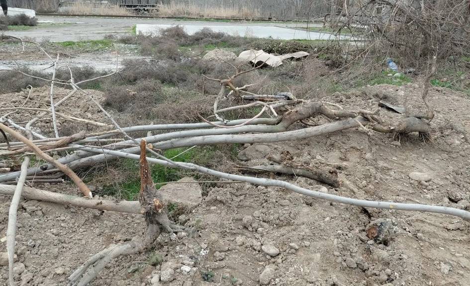 Toshkent viloyatida 121 tup daraxt noqonuniy kesilib, tabiatga 1 mlrd so‘mdan ortiq zarar yetkazildi